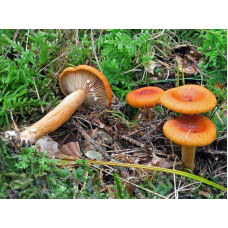 Мицелий Млечника неедкого / Млечник оранжевый (Lactarius mitissimus) Мицелий Млечника неедкого / Млечник оранжевый (Lactarius mitissimus)